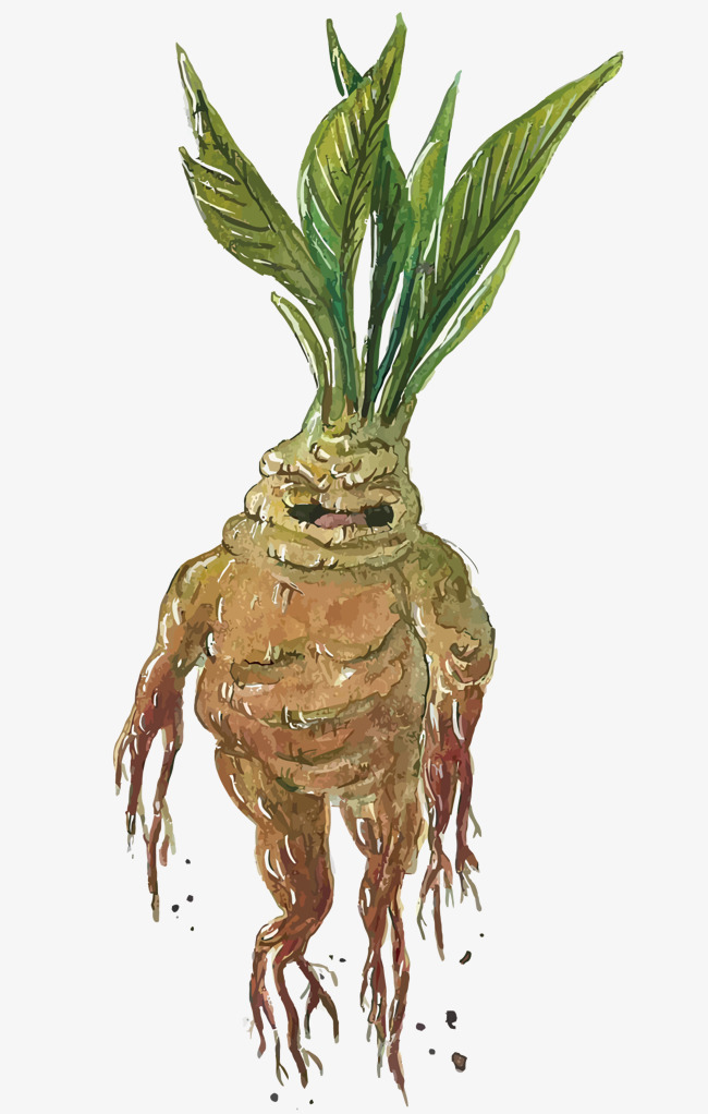 650x1022 Watercolor Plant Roots, Watercolor Vector, Plant Vector, Roots