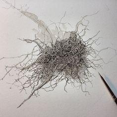 236x236 Roots, Watercolor On Paper