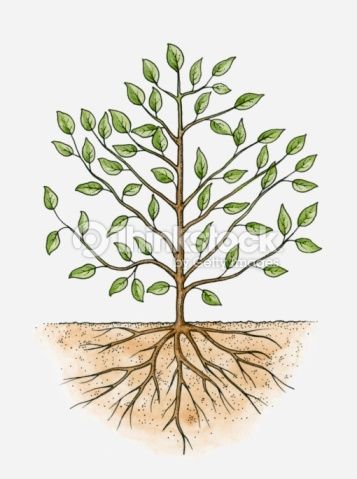 357x479 Roots Watercolor