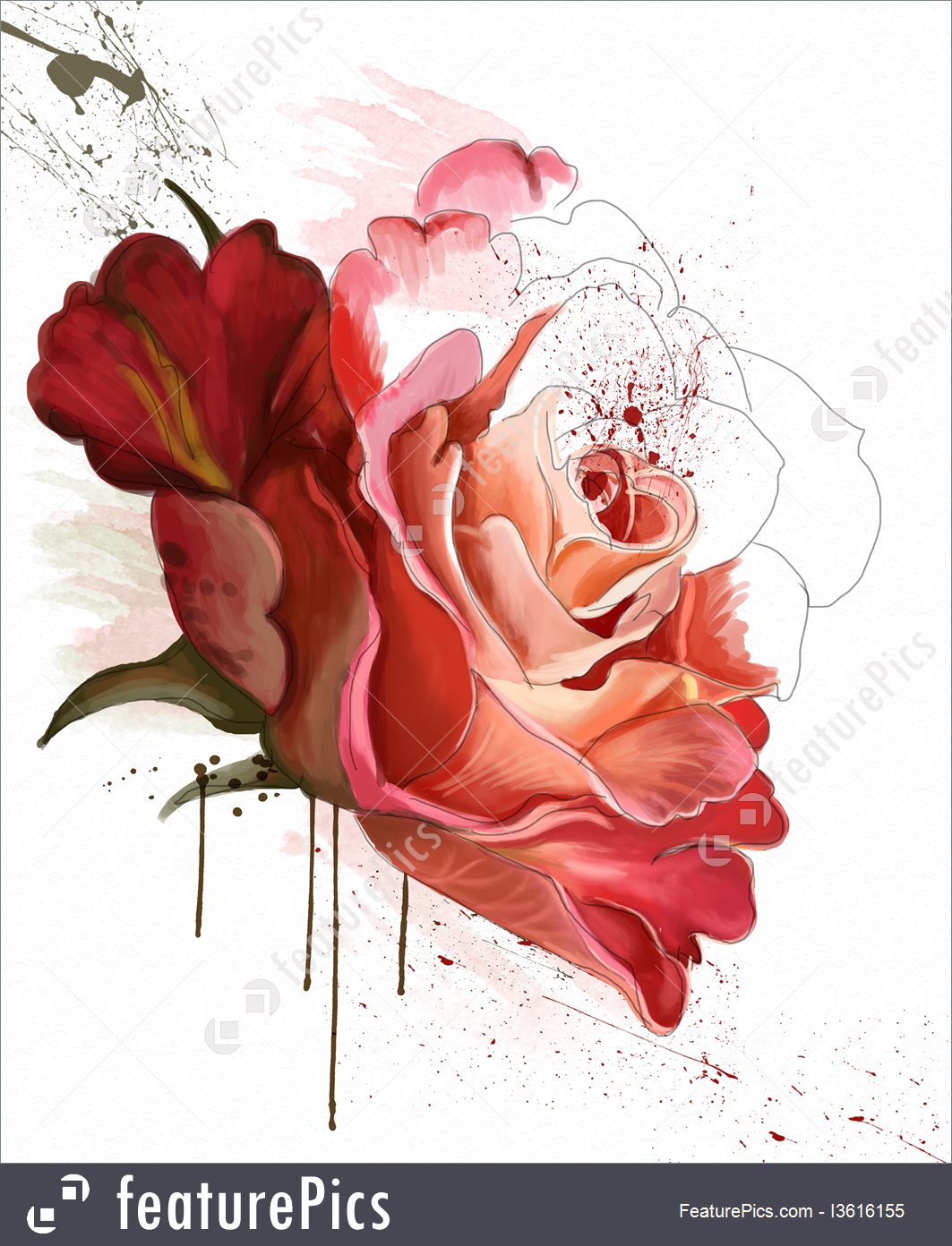 1063x1392 Illustration Of Beautiful Rose, Watercolor