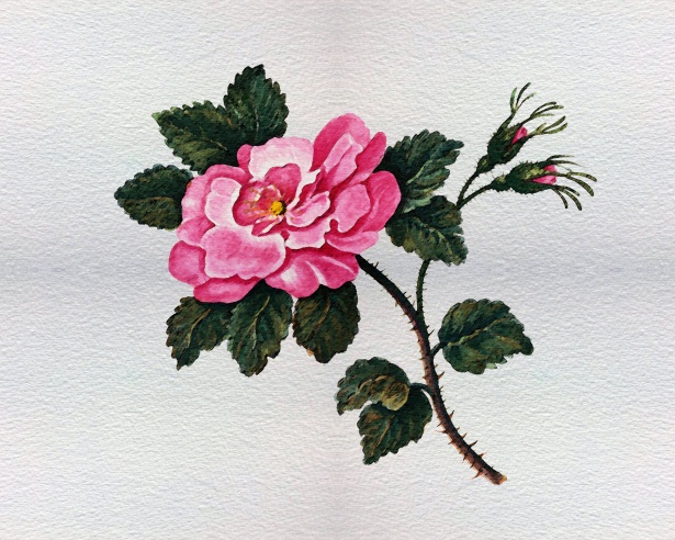 615x492 Rose Watercolor Painting Free Stock Photo