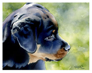 300x239 Rottweiler Puppy Watercolor Dog 11 X 14 Art Print Signed By