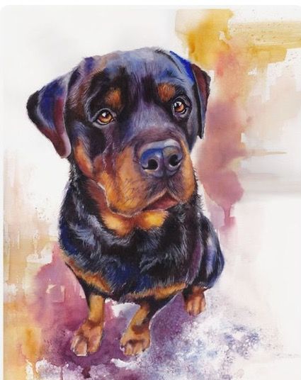 425x536 Rottweiler