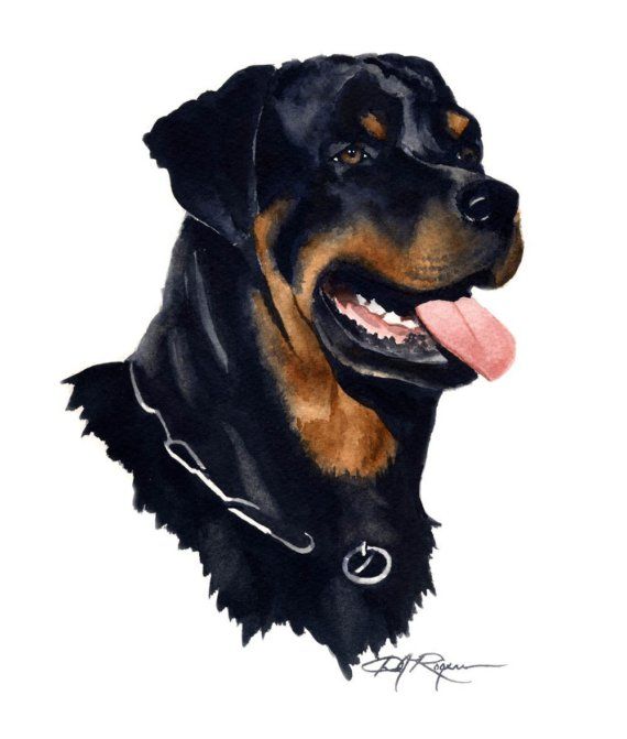 570x671 Rottweiler Art Print By Watercolor Artist Dj Rogers Salads