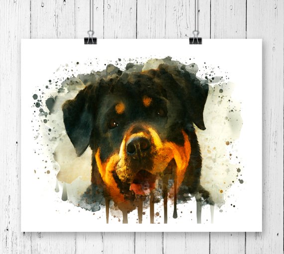 570x509 Rottweiler Watercolor Fine Art Print Poster Wall Art Etsy