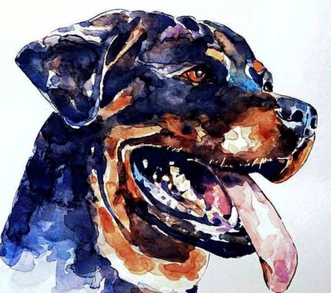 662x587 Rottweiler Watercolour Art Rottweiler, Watercolor