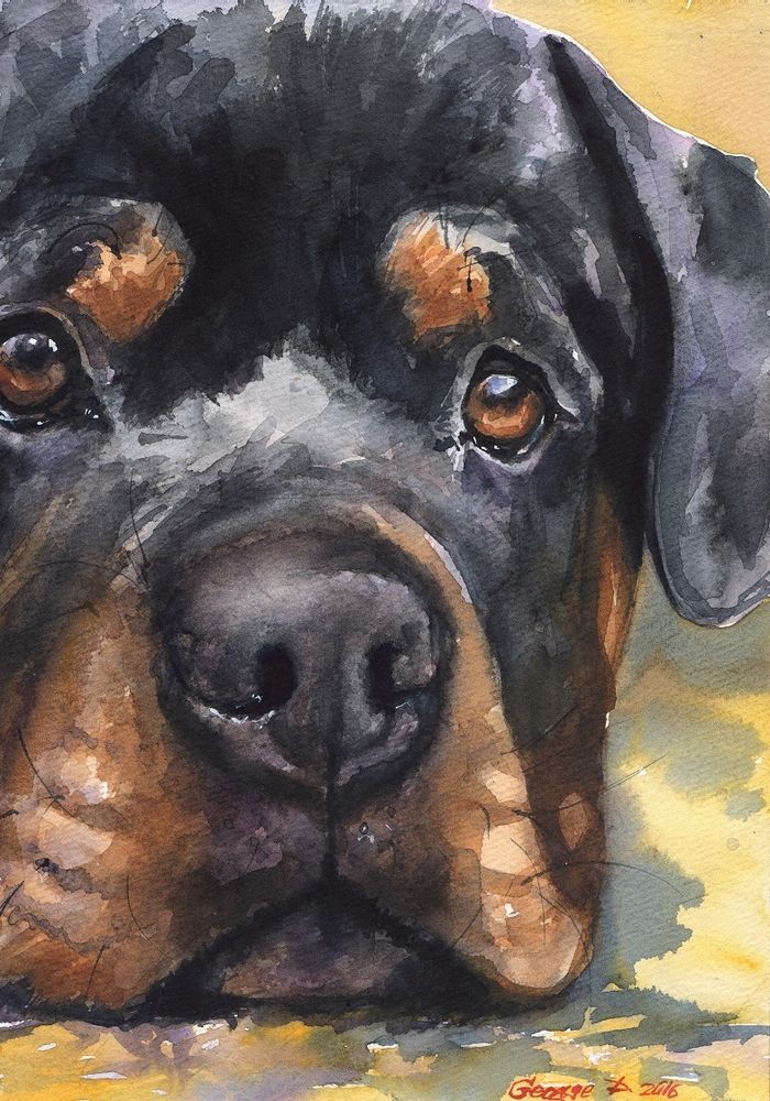 700x1000 Rottweiler Watercolor Print Of The Original Watercolor Painting