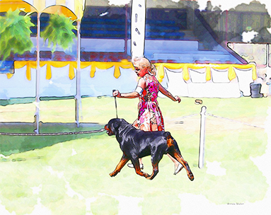 383x304 Summer Fun Rottweiler Watercolor