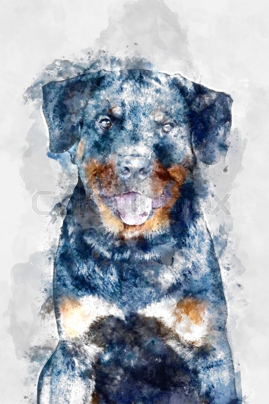 533x800 Watercolor Image Of Rottweiler. Stock Photo Colourbox