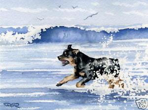 300x222 Rottweiler Art Print Beach Watercolor Painting Dog 8 X 10 Signed