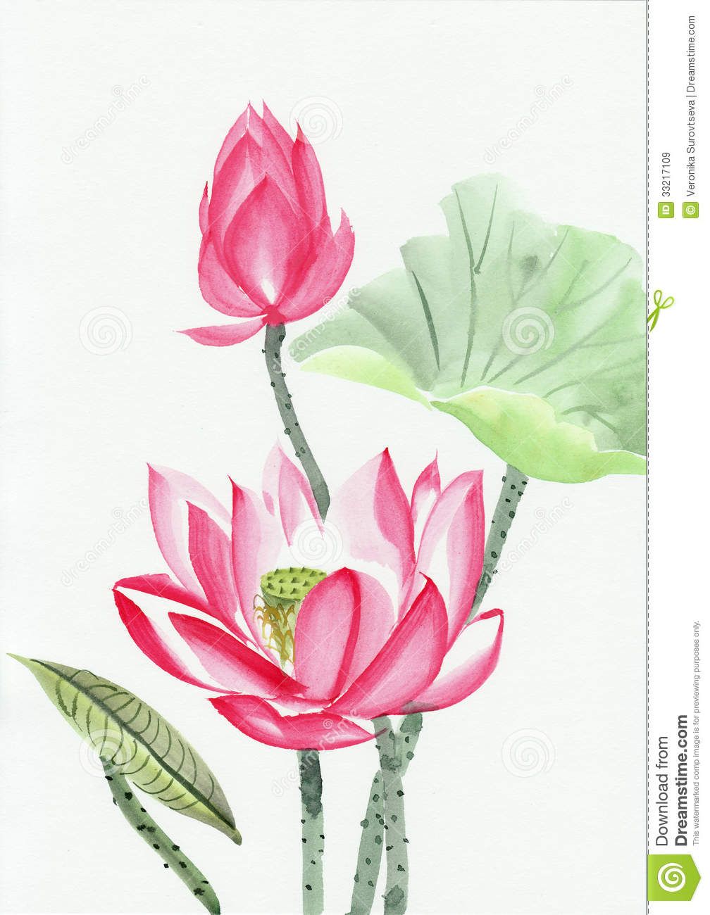 1008x1300 Watercolor Painting Of Pink Lotus Flower Royalty Free Stock Images