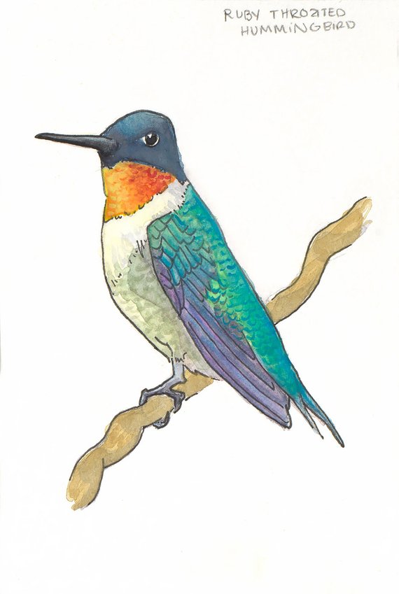 570x849 Print Of Ruby Throated Hummingbird Watercolor Etsy