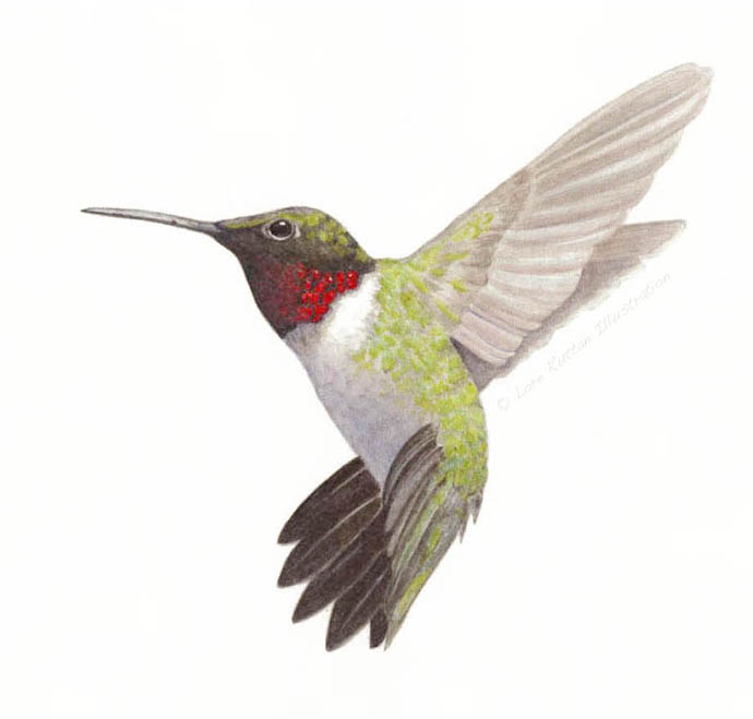 690x659 Ruby Throated Hummingbird
