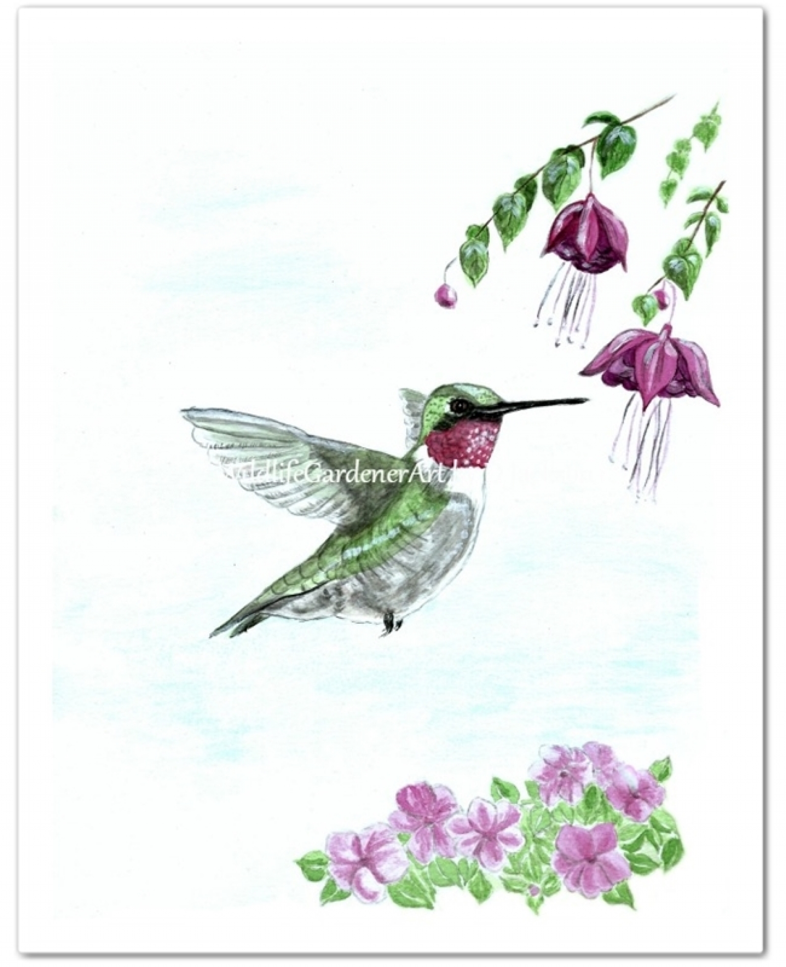 1600x1969 Ruby Throated Hummingbird Watercolor Art Print Wildlife Gardener Art