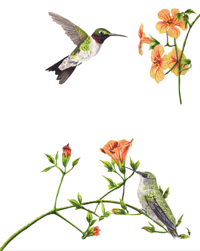651x816 Cheryl Oz Designs Ruby Throated Hummingbirds Watercolor Illustration