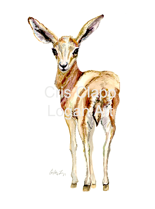 640x864 Baby Impala Original Safari Watercolor Painting By Cris Clapp Logan