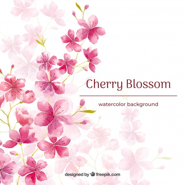 626x626 Cherry Blossom Vectors, Photos And Psd Files Free Download