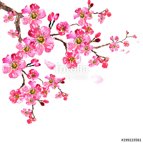 500x500 Sakura Tree Watercolor, Cherry Bloom Stock Photo And Royalty