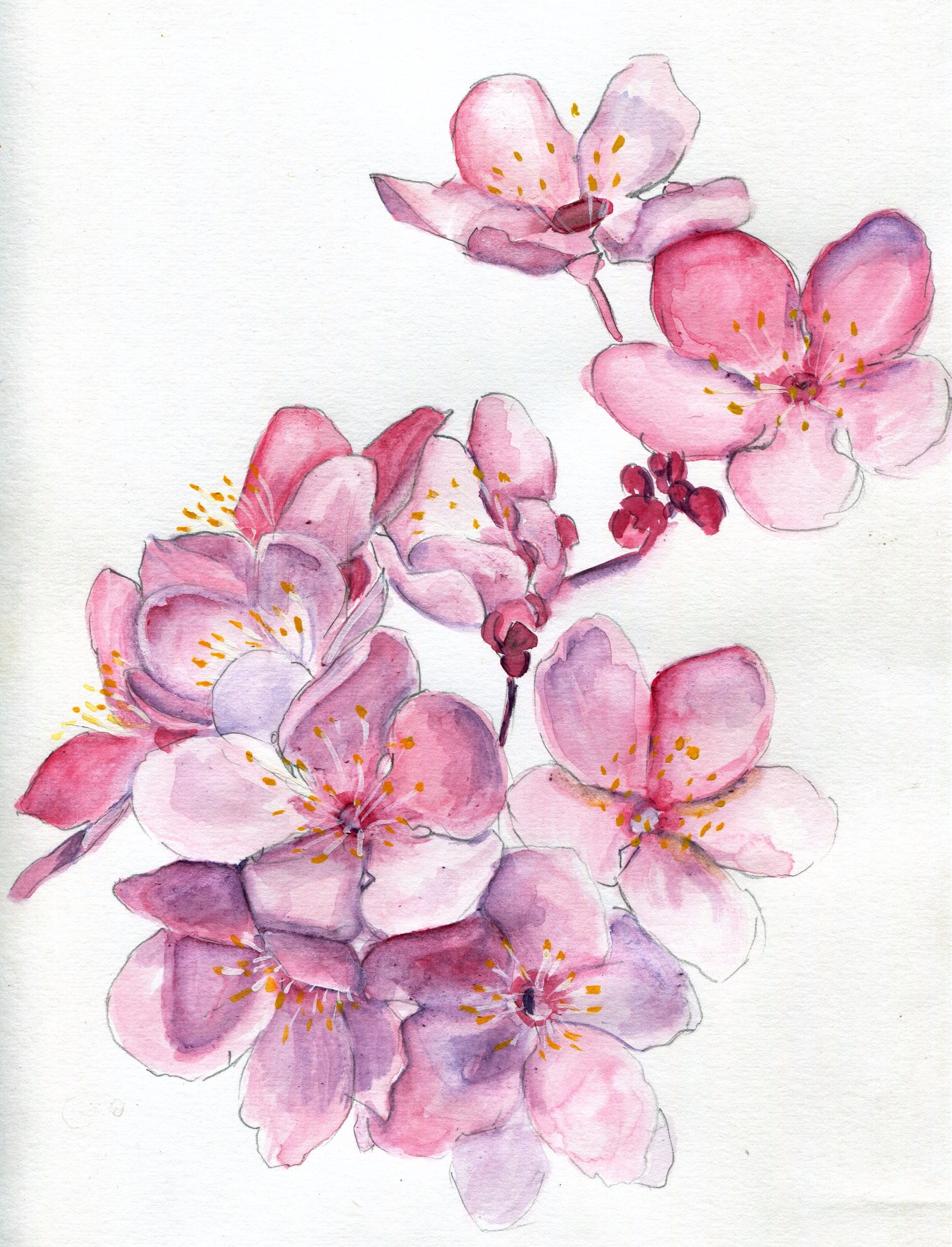1955x2560 Sakura Sweeties Watercolor Goua