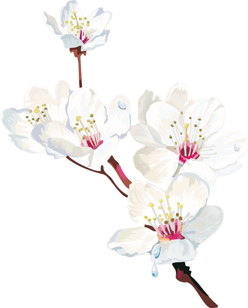 963x1194 Sakura Watercolor Painting Style