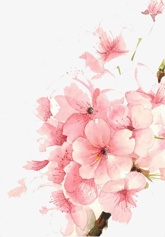 650x933 Watercolor Flowers Cartoon Watercolor Decoration Png Image Sakura