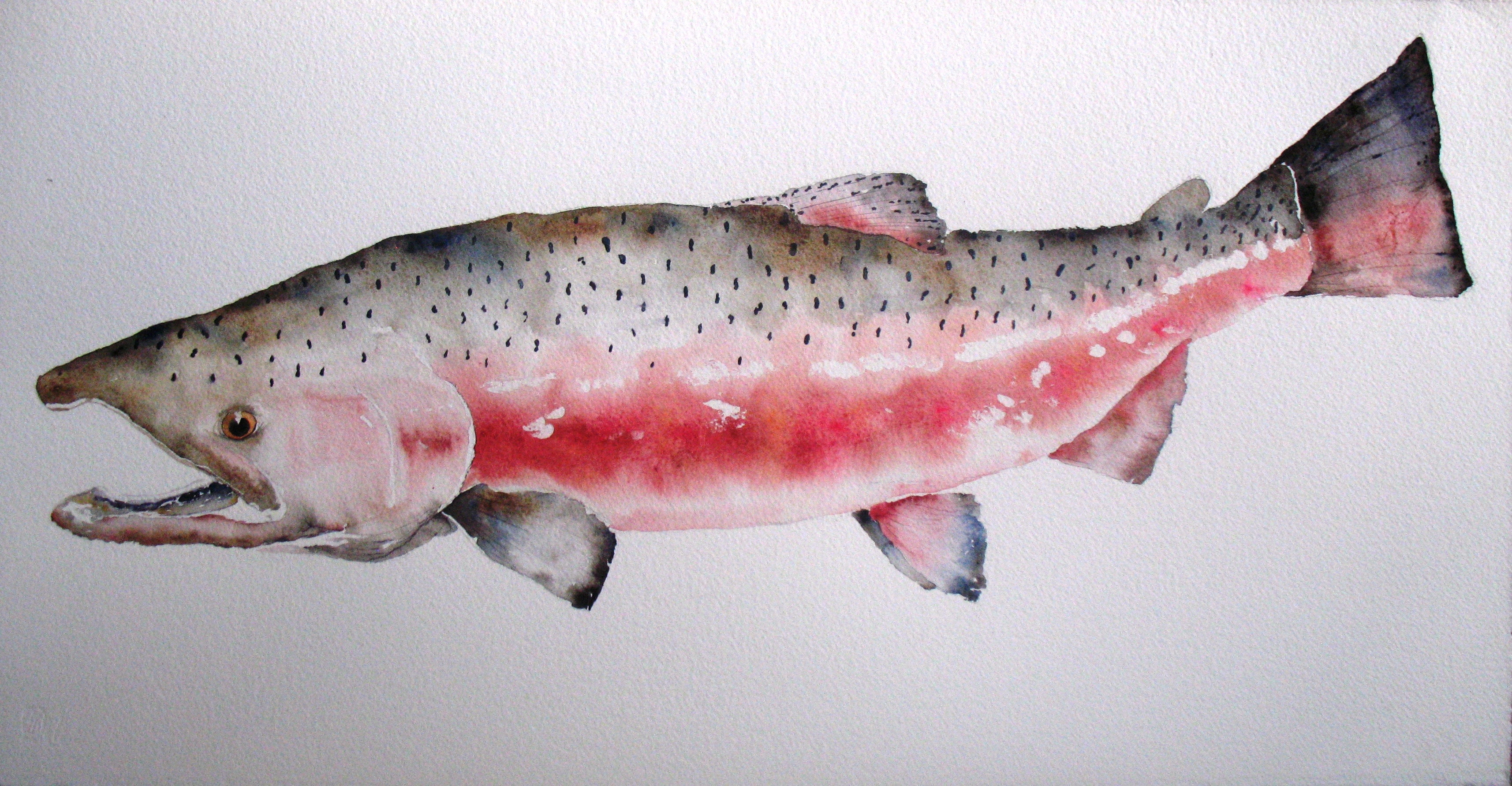 3429x1782 Red King Salmon Watercolor Paintings By Amy Beidleman Note