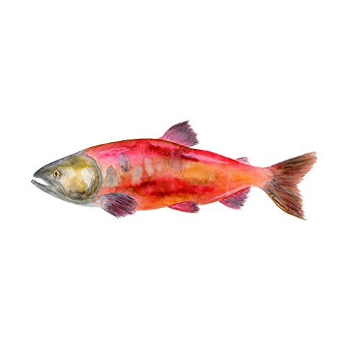 500x500 Sockeye Salmon Watercolor, Nautical Animal Nursery