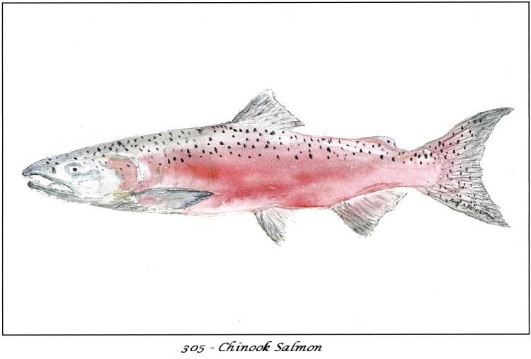 750x507 Single Watercolor Note Card Chinook Salmon Watercolor Art By