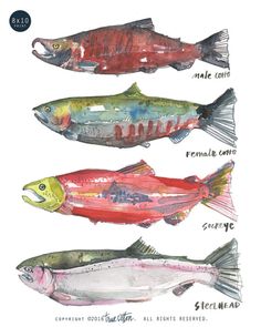 236x295 Sockeye Salmon Spawning Salmon Watercolor Stock Photography