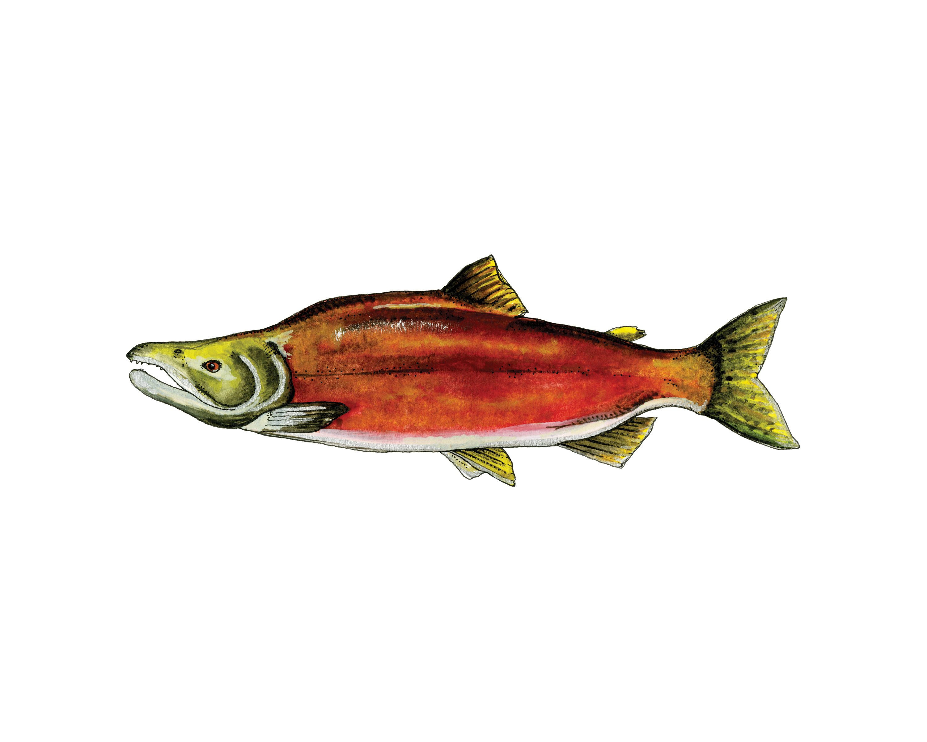 3000x2400 Sockeye Salmon Watercolor [Photo]