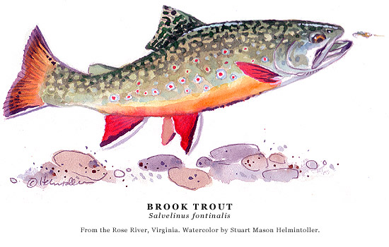550x350 Streamside Watercolor Paintings Of Trout And Salmon By Stuart