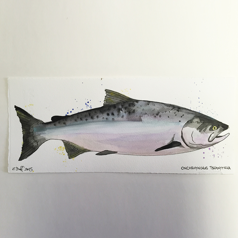 800x800 Watercolor Chinook Salmon By Zak Duff
