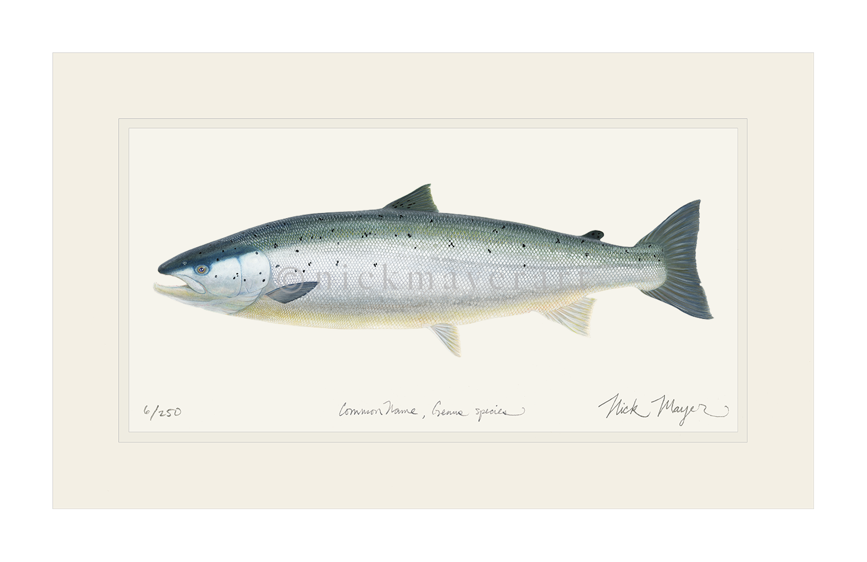 1700x1103 Wild Atlantic Salmon Original Watercolor Painting Nick Mayer Art