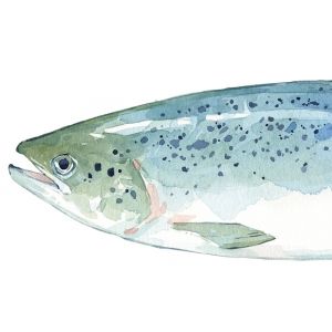 300x300 Salmon Watercolor
