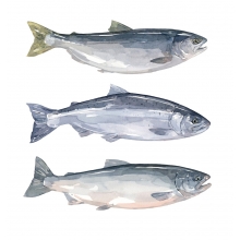 220x220 Salmon Watercolor Painting David Scheirer Watercolors