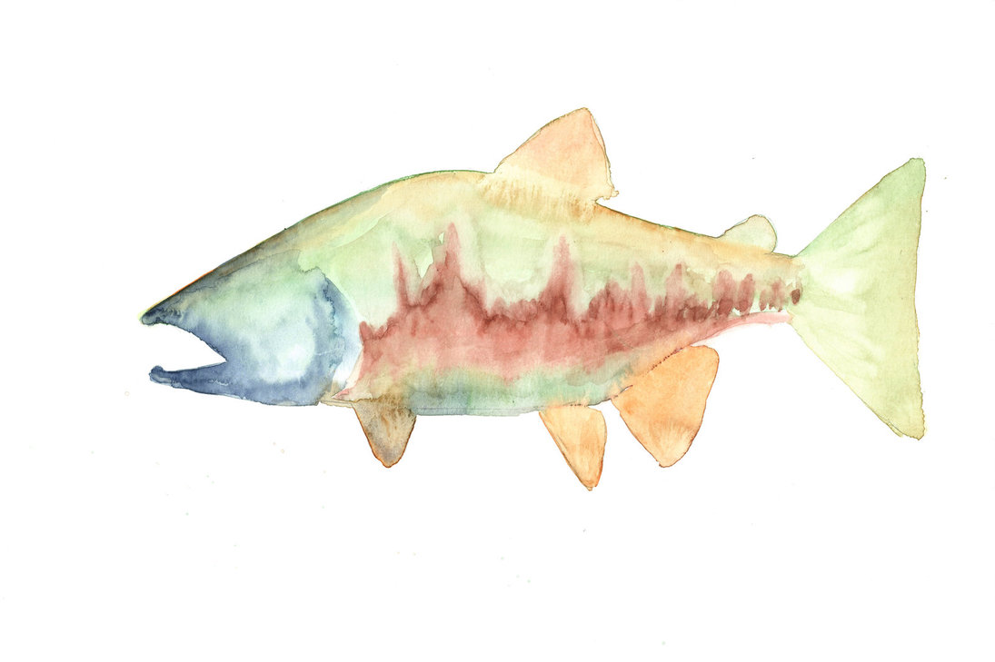 1095x729 Chum Salmon Watercolor By Phishmonger