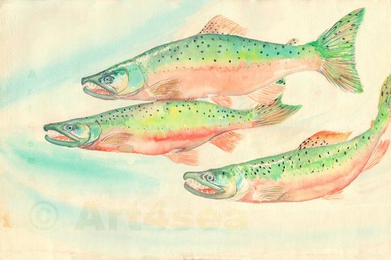 570x380 Fine Art Print Three Coho Salmon Watercolor Painting On Etsy