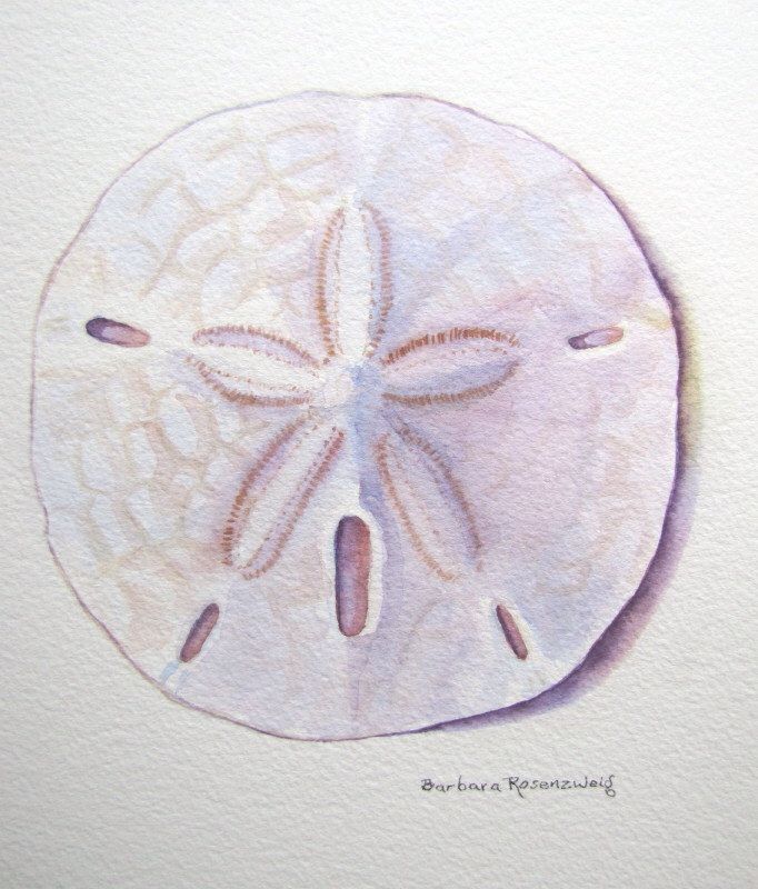 682x800 Image Result For Sand Dollar Watercolor Painting Watercolors In