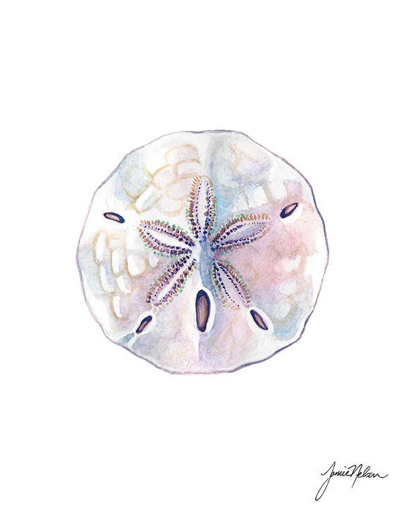 576x720 Janice Nelson Designs Sand Dollar Print