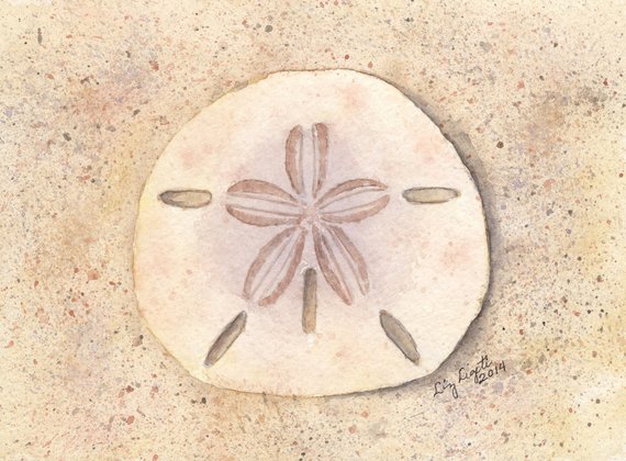 570x420 Sand Dollar Watercolor Illustration Print Gift Beach Art Etsy