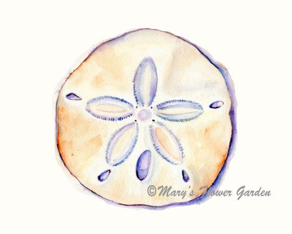 570x456 Sand Dollar Watercolor Print 5 X 7 Beach By Marysflowergarden