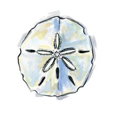 235x232 Sand Dollar Illustration