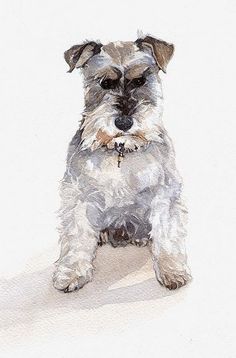 236x358 Image Result For Watercolor Of Miniature Schnauzer Watercolor