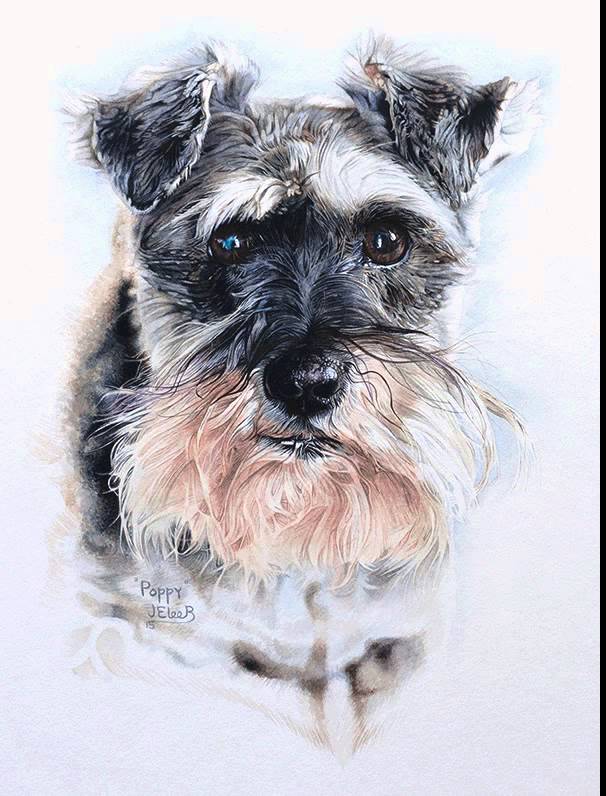 606x796 Mini Schnauzer Watercolour Painting