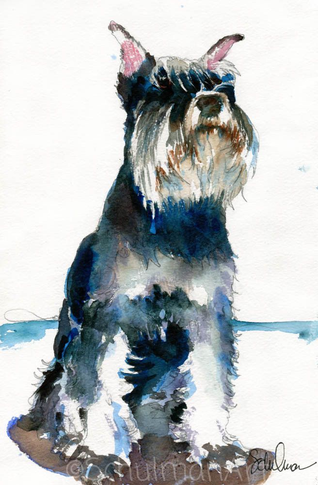 656x1000 Original Schnauzer Watercolor Art Schulman Art