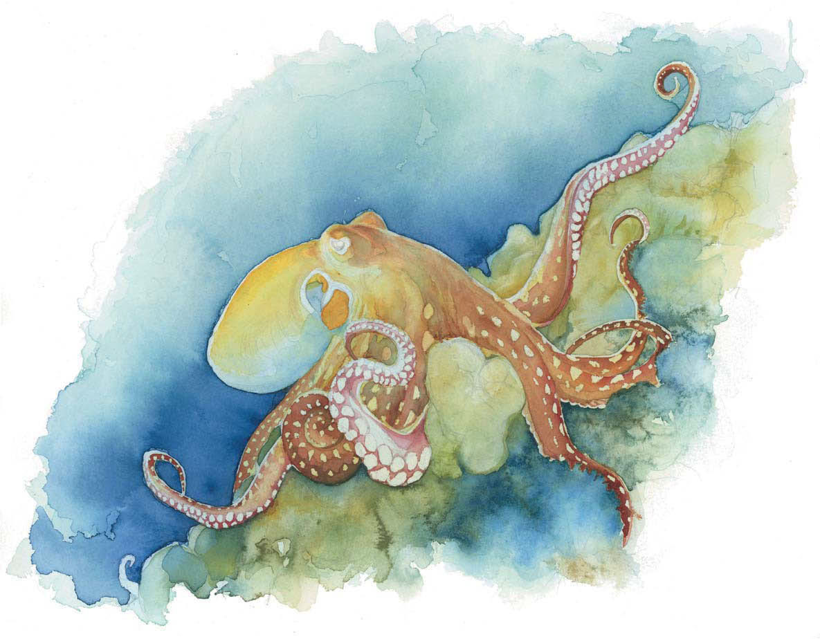 1185x924 Life Under The Sea Watercolor Octopus