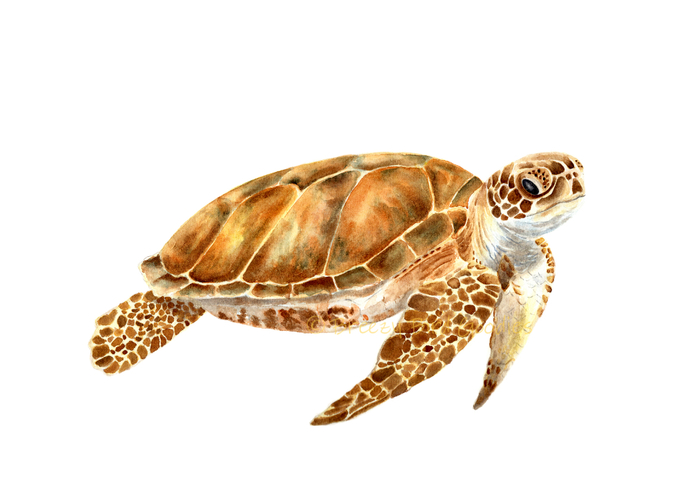 690x502 Sea Life Set Of 6 Prints, Watercolour Breezy Bird Goodies