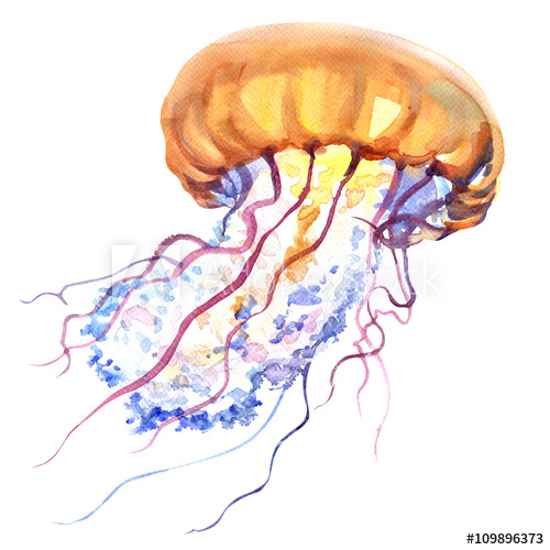500x500 Orange Ocean Water Jellyfish, Medusa, Isolated, Sea Life