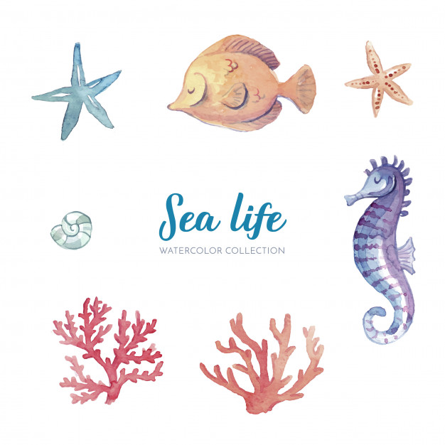 626x626 Sea Life Watercolor Collection Vector Free Download
