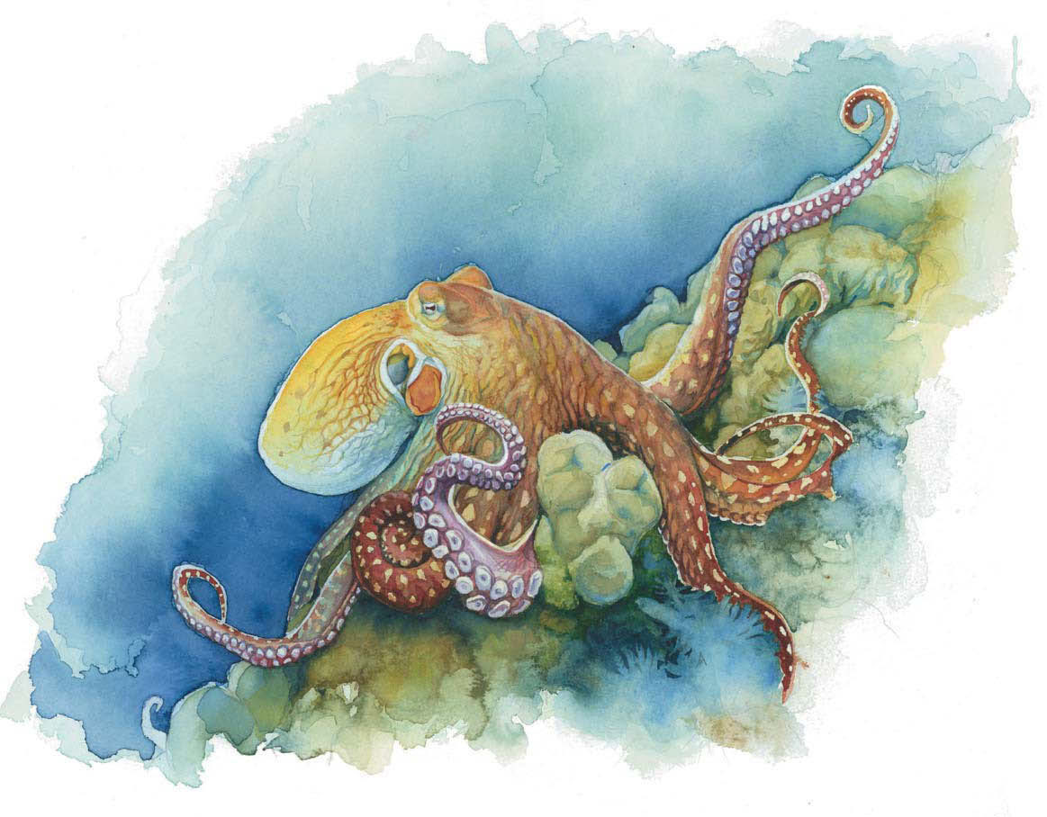 1163x908 Life Under The Sea Watercolor Octopus